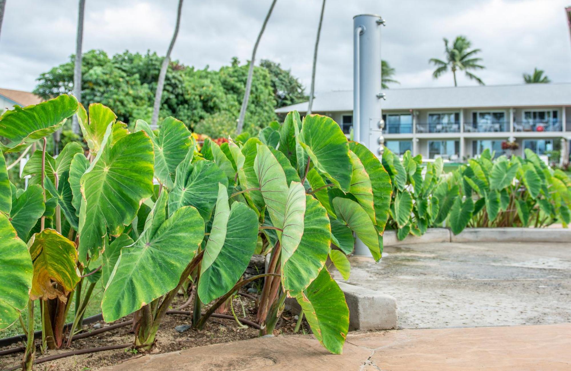 Napili Surf Beach Resort By Castle Kapalua Exterior foto